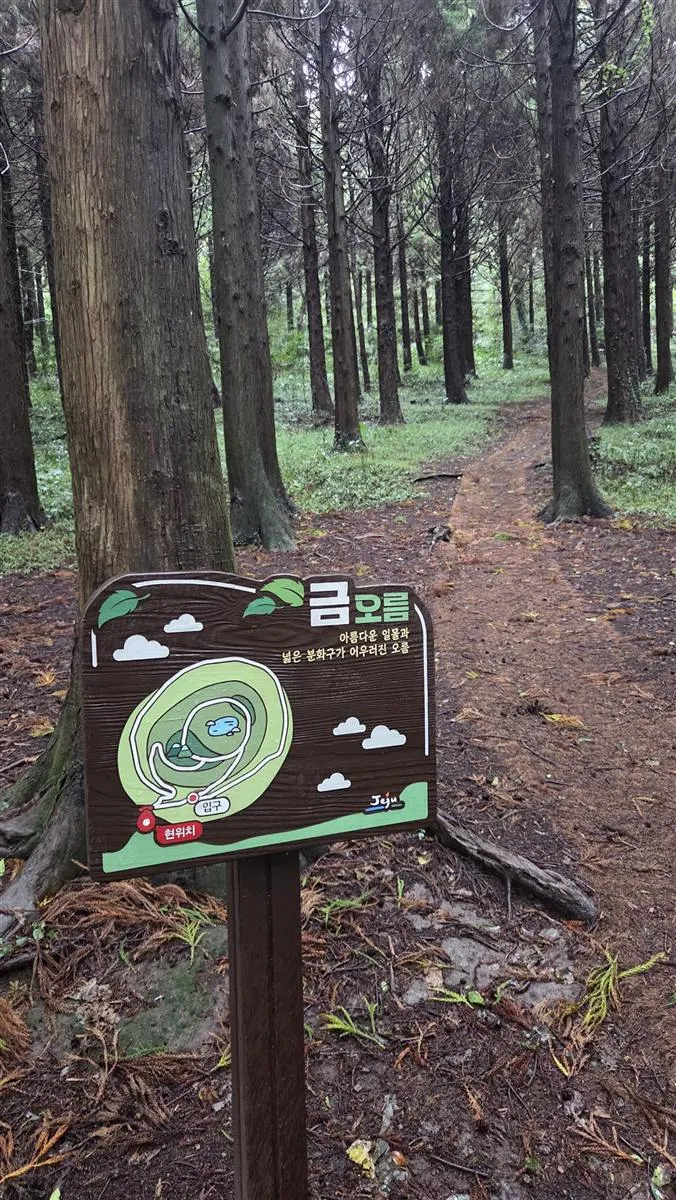 금오름 오름 안내판과 삼나무길