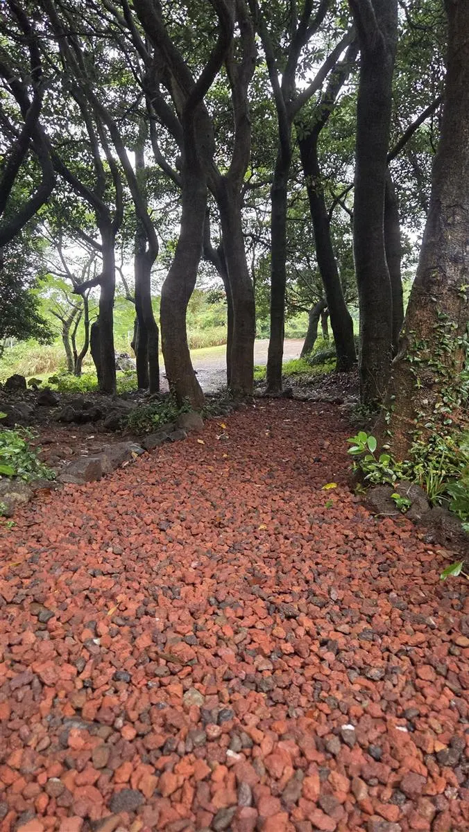 오설록 티뮤지엄 화산송이 산책길