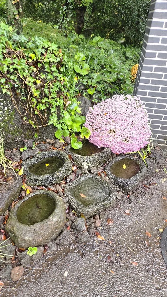 카멜리아힐 빗물 고인 돌확과 꽃