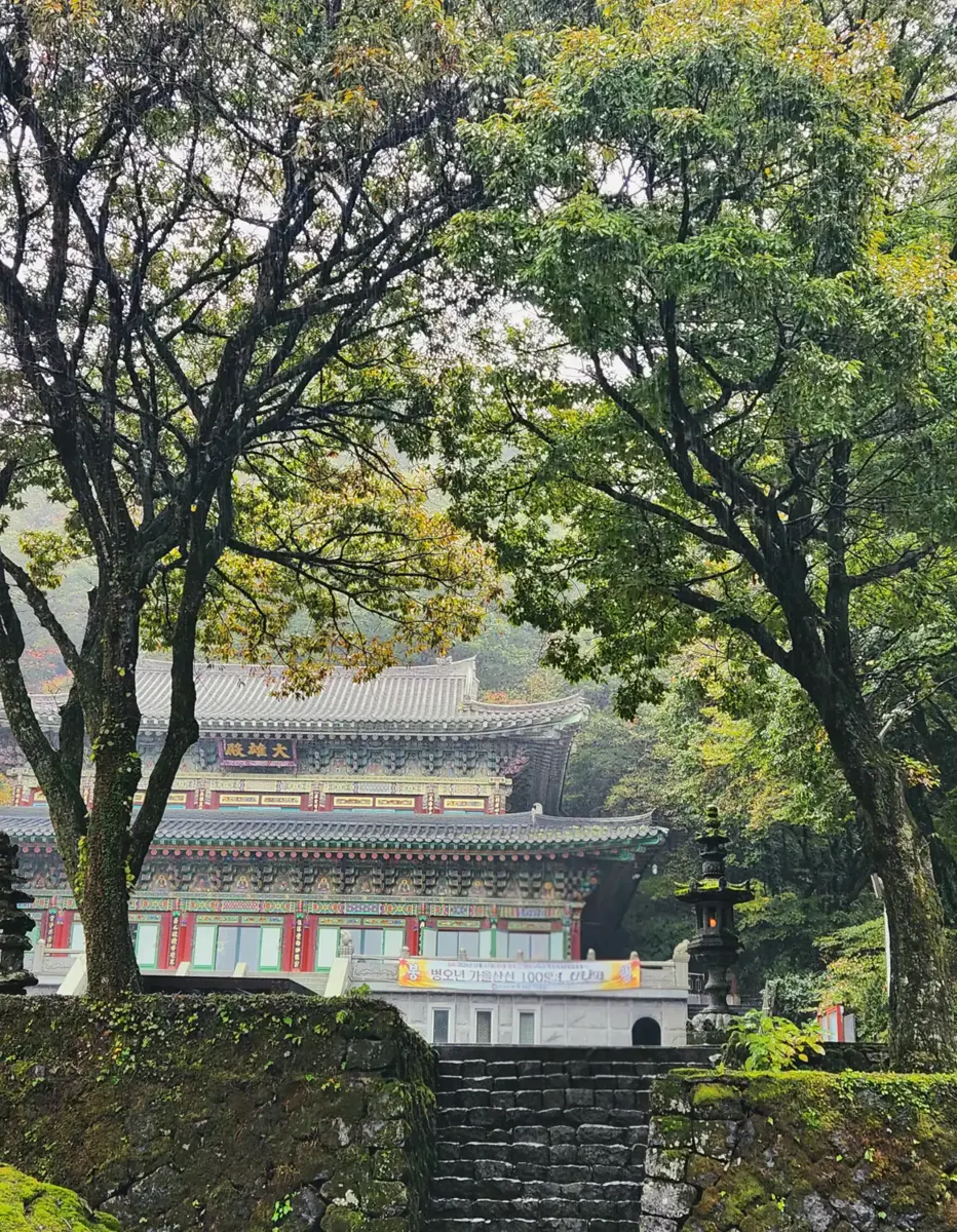 비 내리는 천왕사 대웅전, 나무 사이로 보이는 단청과 이끼 낀 돌담