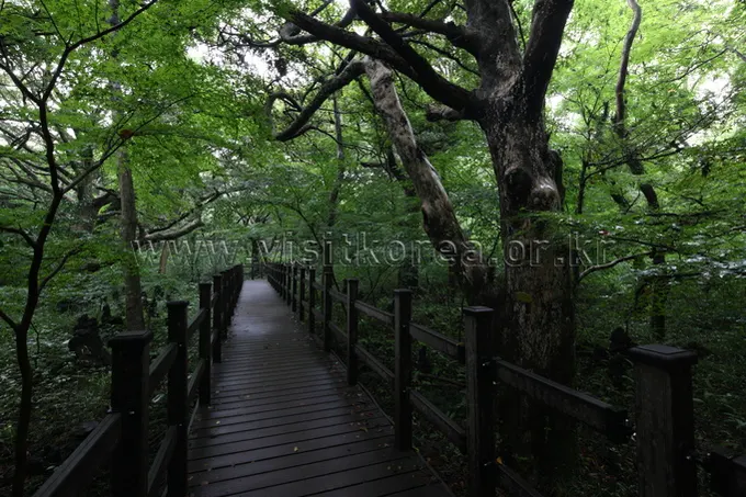 한국관광콘텐츠랩 비자림 젖은 데크길